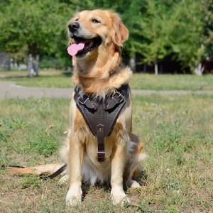 Шлейка из коричневой кожи для золотистого голден ретривера «Working Dog»